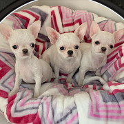adorable chihuahua puppies ready to go now Daytona Beach