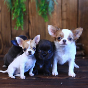 beautiful chihuahua puppies ready to go now Doral