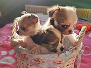 stunning chihuahua puppies ready to go now Tamarac