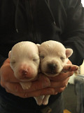 top quality chihuahua puppies seeking homes Wesley Chapel
