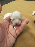 top quality chihuahua puppies seeking homes Wesley Chapel