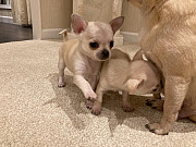 teacup chihuahua puppies Los Angeles