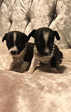 teacup chihuahua puppies for sale San Jose