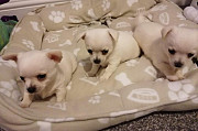 teacup chihuahua puppies seeking homes San Francisco