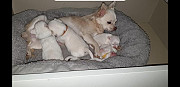 teacup chihuahua puppies seeking homes San Francisco