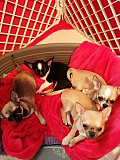 amazing teacup chihuahua puppies for sale Fremont