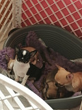 amazing teacup chihuahua puppies for sale Fremont