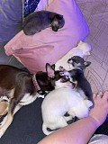 gorgeous teacup chihuahua puppies for saleGorgeous chihuahua litter. Mum is our family pet and can b Fontana