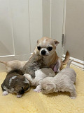 adorable teacup chihuahua puppies seeking homes Elk Grove