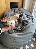 gorgeous teacup chihuahua puppies ready to go now Rancho Cucamonga