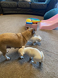 gorgeous teacup chihuahua puppies ready to go now Rancho Cucamonga