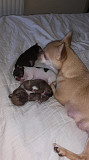 outstanding teacup chihuahua puppies ready to go now Lancaster