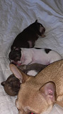 outstanding teacup chihuahua puppies ready to go now Lancaster