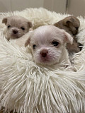 chihuahua puppies for homes Palmdale