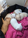 amazing chihuahua puppies for sale Fullerton