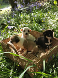 teacup chihuahua puppies Vallejo