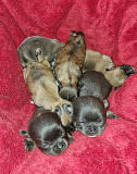 teacup chihuahua puppies ready to go now Berkeley