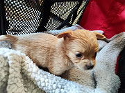chihuahua puppies for homes Antioch