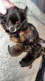 lovely chihuahua puppies for homes Downey