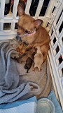 stunning chihuahua puppies for homes Ventura
