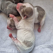 gorgeous chihuahua puppies for sale Rialto