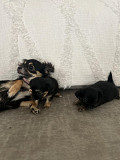 lovely chihuahua puppies for sale Vacaville