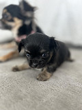 lovely chihuahua puppies for sale Vacaville