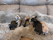 beautiful chihuahua puppies seeking homes Vista