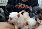 chihuahua puppies ready to go now Carson