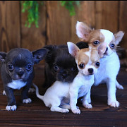 amazing chihuahua puppies ready to go now Compton