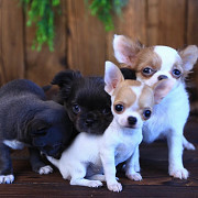amazing chihuahua puppies ready to go now Compton