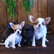 gorgeous chihuahua puppies ready to go now South Gate