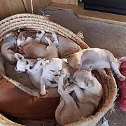 outstanding chihuahua puppies ready to go now Westminster