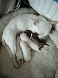 teacup chihuahua puppies seeking homes Citrus Heights