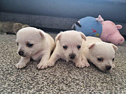 gorgeous teacup chihuahua puppies Whittier