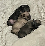 lovely teacup chihuahua puppies Newport Beach