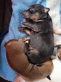 stunning teacup chihuahua puppies Folsom