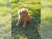 Charming Poodles puppies are now ready for their new loving family. from Salem