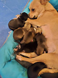 chihuahua puppies seeking homes Austin