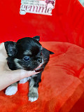 adorable chihuahua puppies for homes Arlington