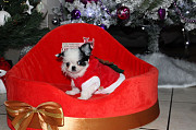 adorable chihuahua puppies for homes Arlington