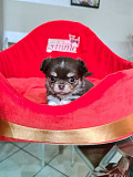 adorable chihuahua puppies for homes Arlington