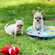 cute chihuahua puppies for homes Plano