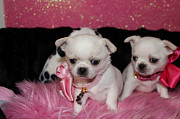 cute chihuahua puppies for homes Plano