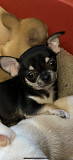 gorgeous chihuahua puppies for homes Lubbock