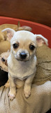gorgeous chihuahua puppies for homes Lubbock