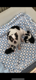 lovely chihuahua puppies for homes Laredo
