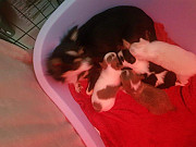 stunning chihuahua puppies for homes Garland