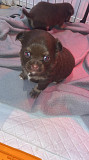 amazing chihuahua puppies for sale Grand Prairie