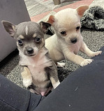 adorable chihuahua puppies for sale Amarillo